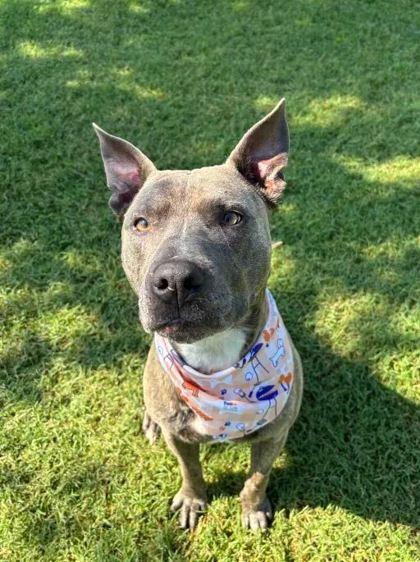 Topaz, Adoptable, Young Female Mixed Breed & Mixed Breed.