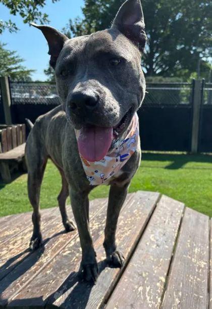 Topaz, a Adoptable Mixed Breed in Memphis, TN image 2/3