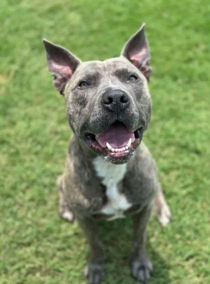 Topaz, a Adoptable Mixed Breed in Memphis, TN image 3/3