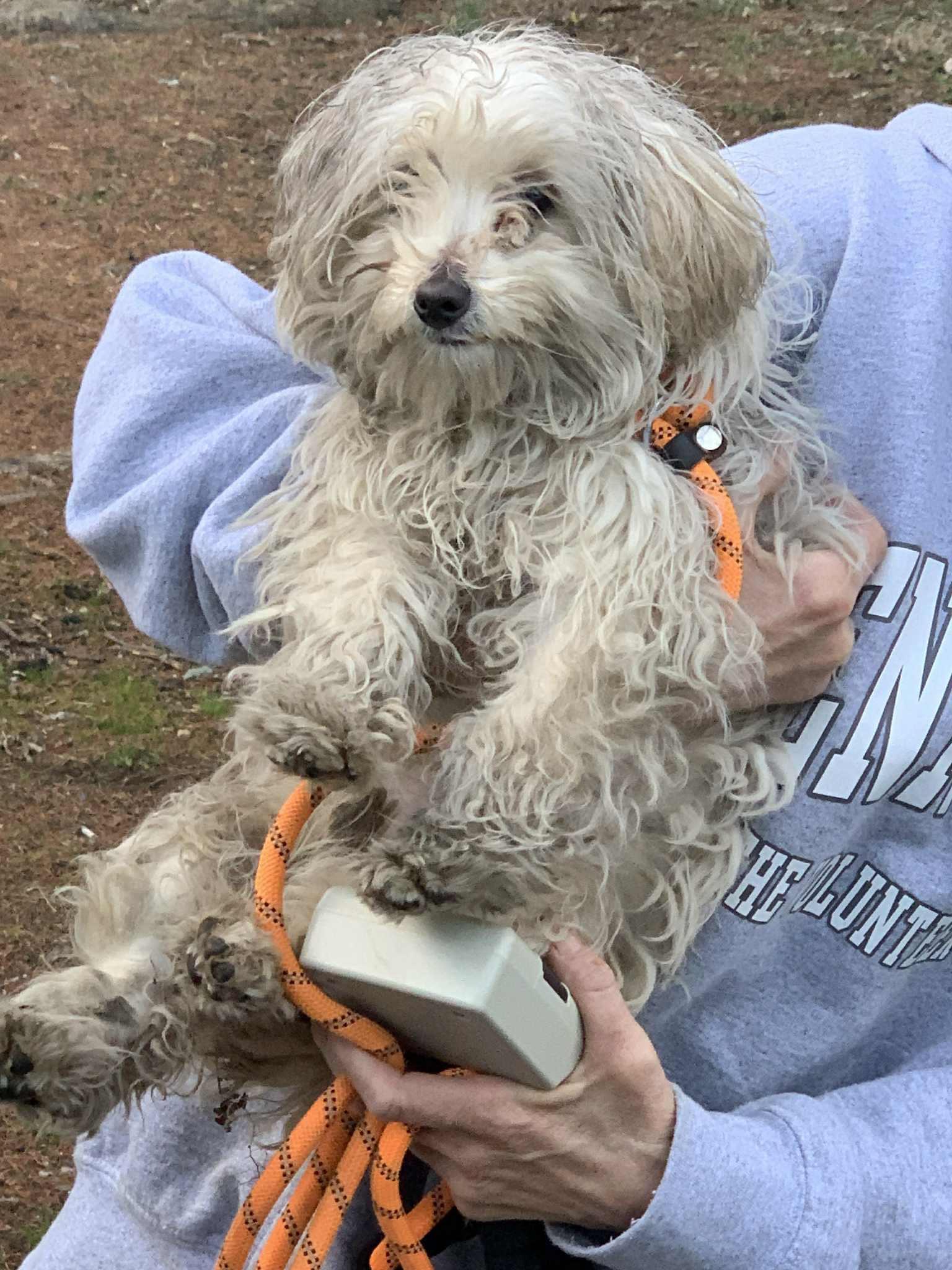 Courtesy Posting Cookie, ADOPTABLE, Puppy Female Yorkshire Terrier & Shih Tzu.