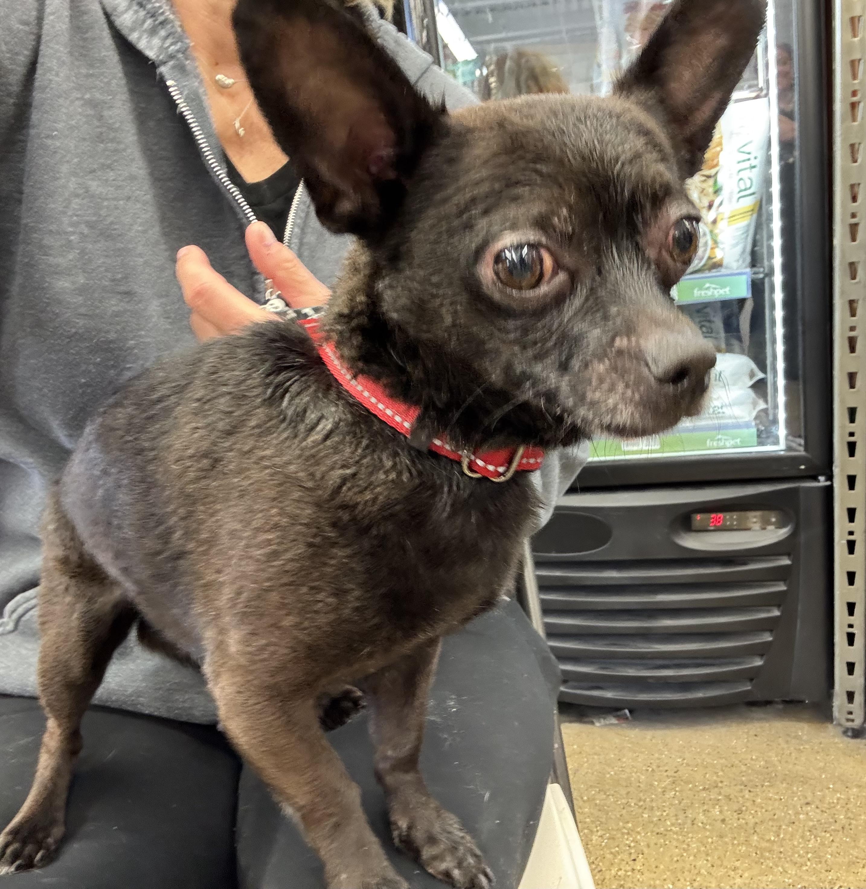Diego , an adoptable Chihuahua in Grosse Pointe Park, MI image 3/6