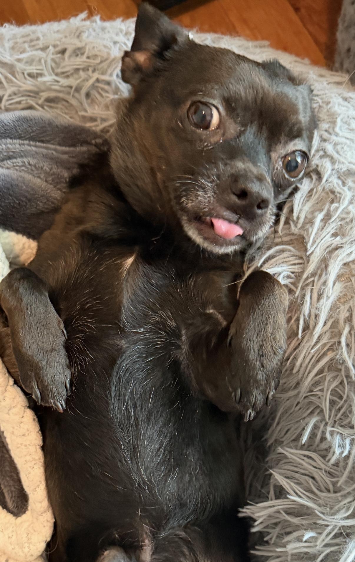 Diego , an adoptable Chihuahua in Grosse Pointe Park, MI image 6/6
