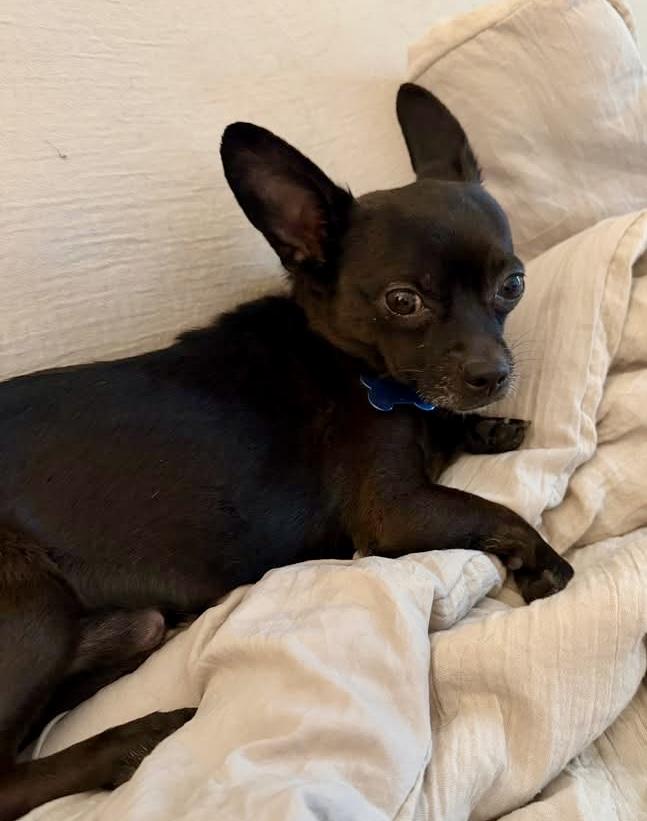 Diego , an adoptable Chihuahua in Grosse Pointe Park, MI image 5/6