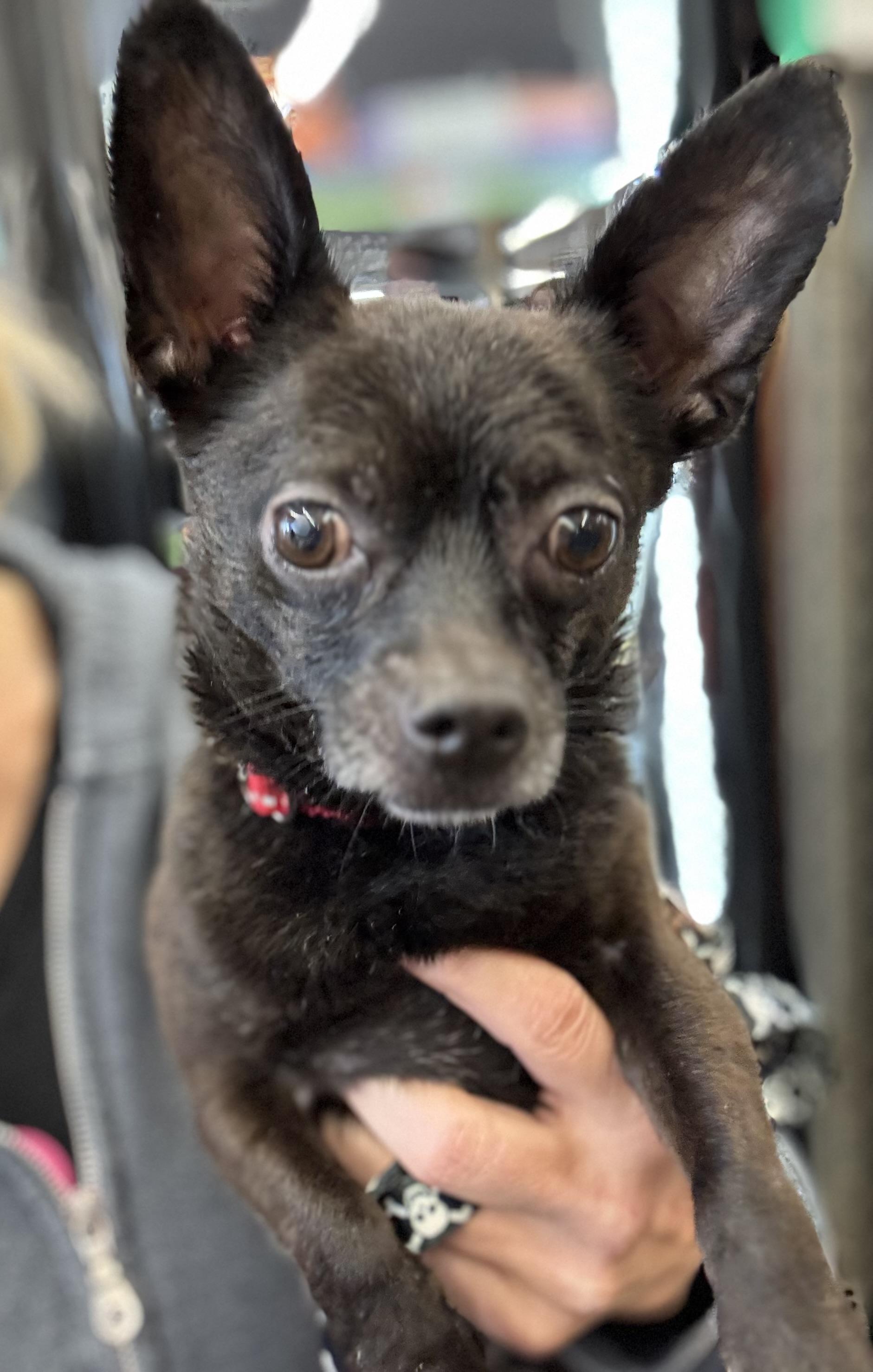 Diego , an adoptable Chihuahua in Grosse Pointe Park, MI image 2/6