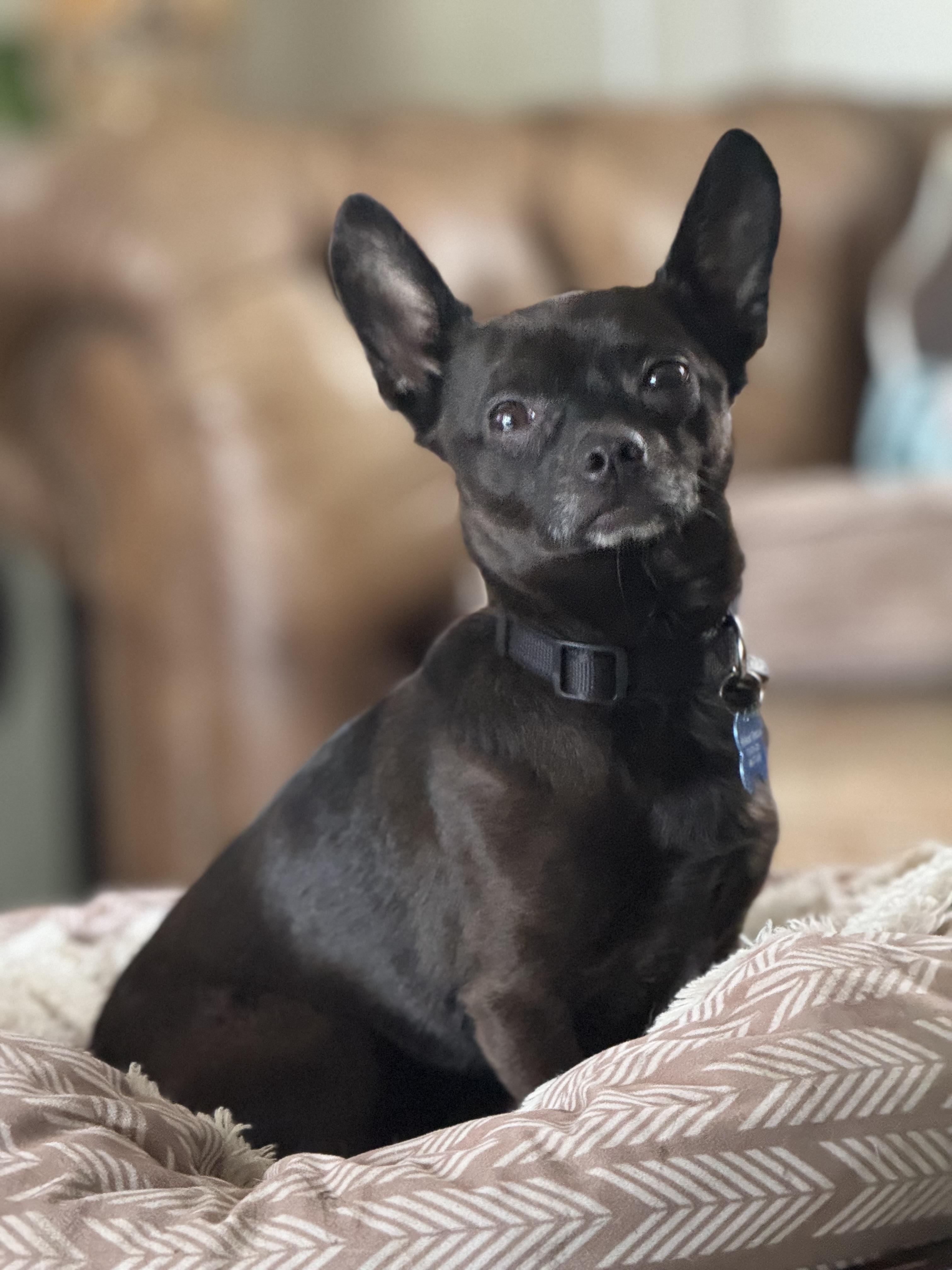 Diego , adoptable, Adult Male Chihuahua.