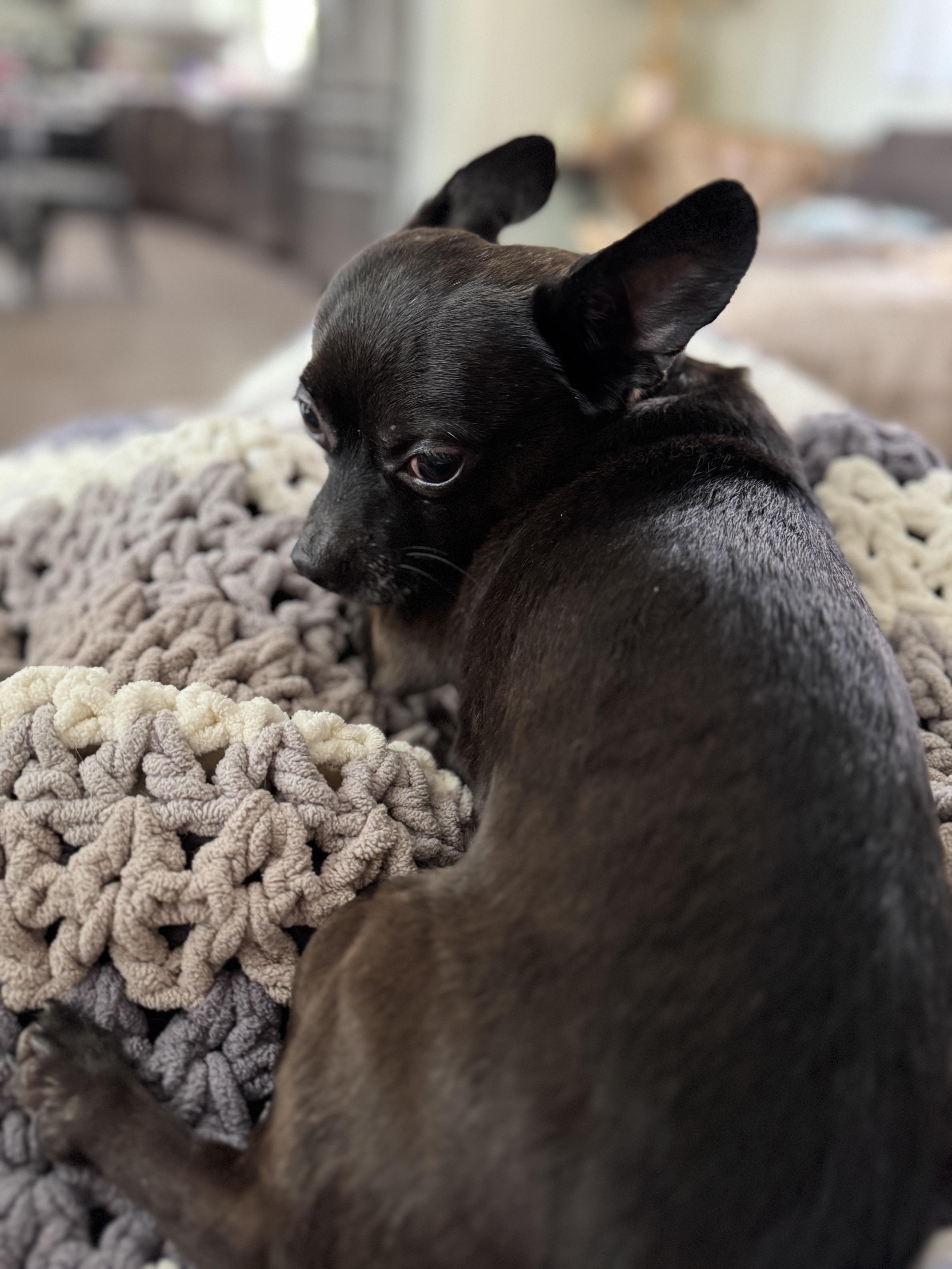 Diego , an adoptable Chihuahua in Grosse Pointe Park, MI image 4/6
