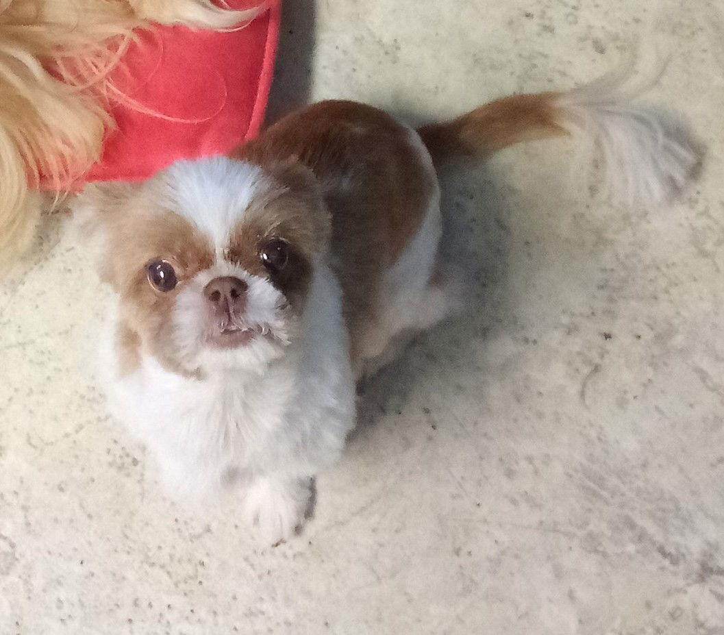 Bridgette, Adoptable, Adult Female Shih Tzu.
