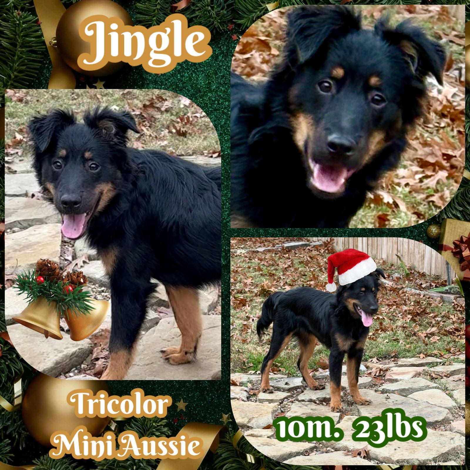 Jingle, Adoptable, Young Male Australian Shepherd.