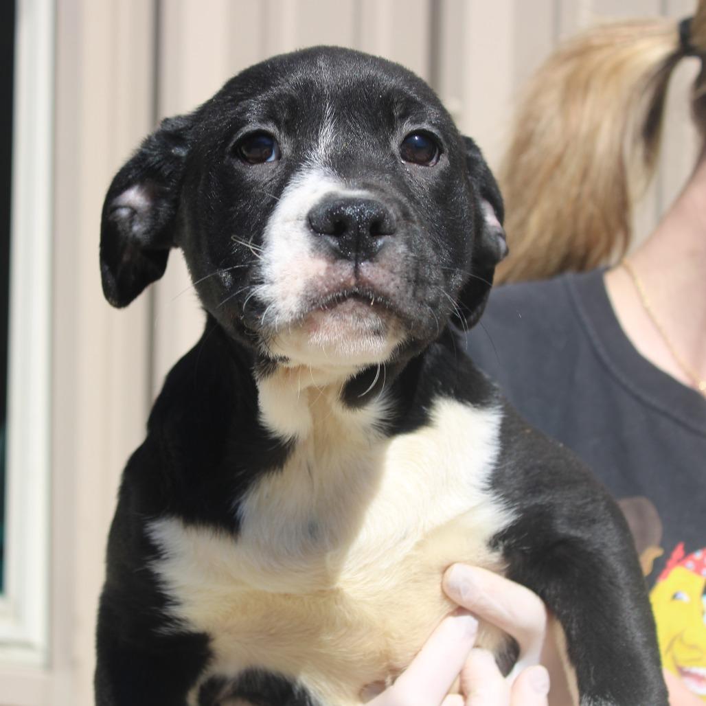 Mario, Adoptable, Puppy Male Labrador Retriever & Mixed Breed.