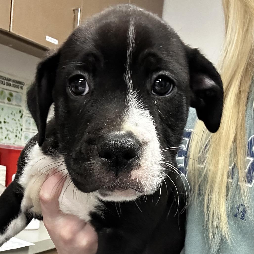 Enlarge Mario, a Adoptable mixed breed in Cleveland, MS image 2/3