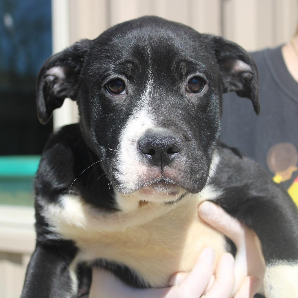 Enlarge Mario, a Adoptable mixed breed in Cleveland, MS image 3/3