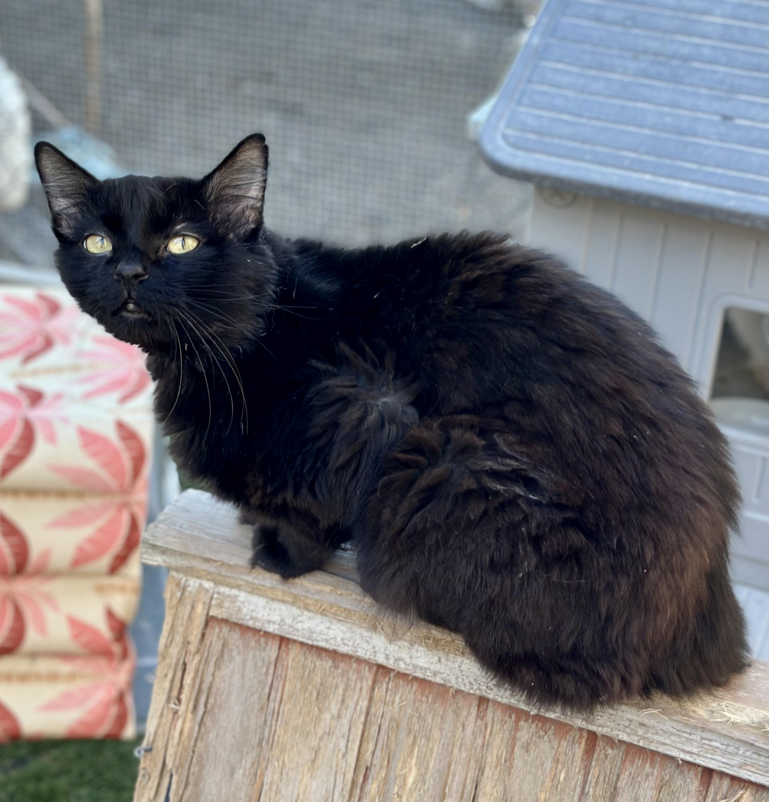 Enlarge KRONK, a Adoptable Domestic Long Hair in Faribault, MN image 2/4