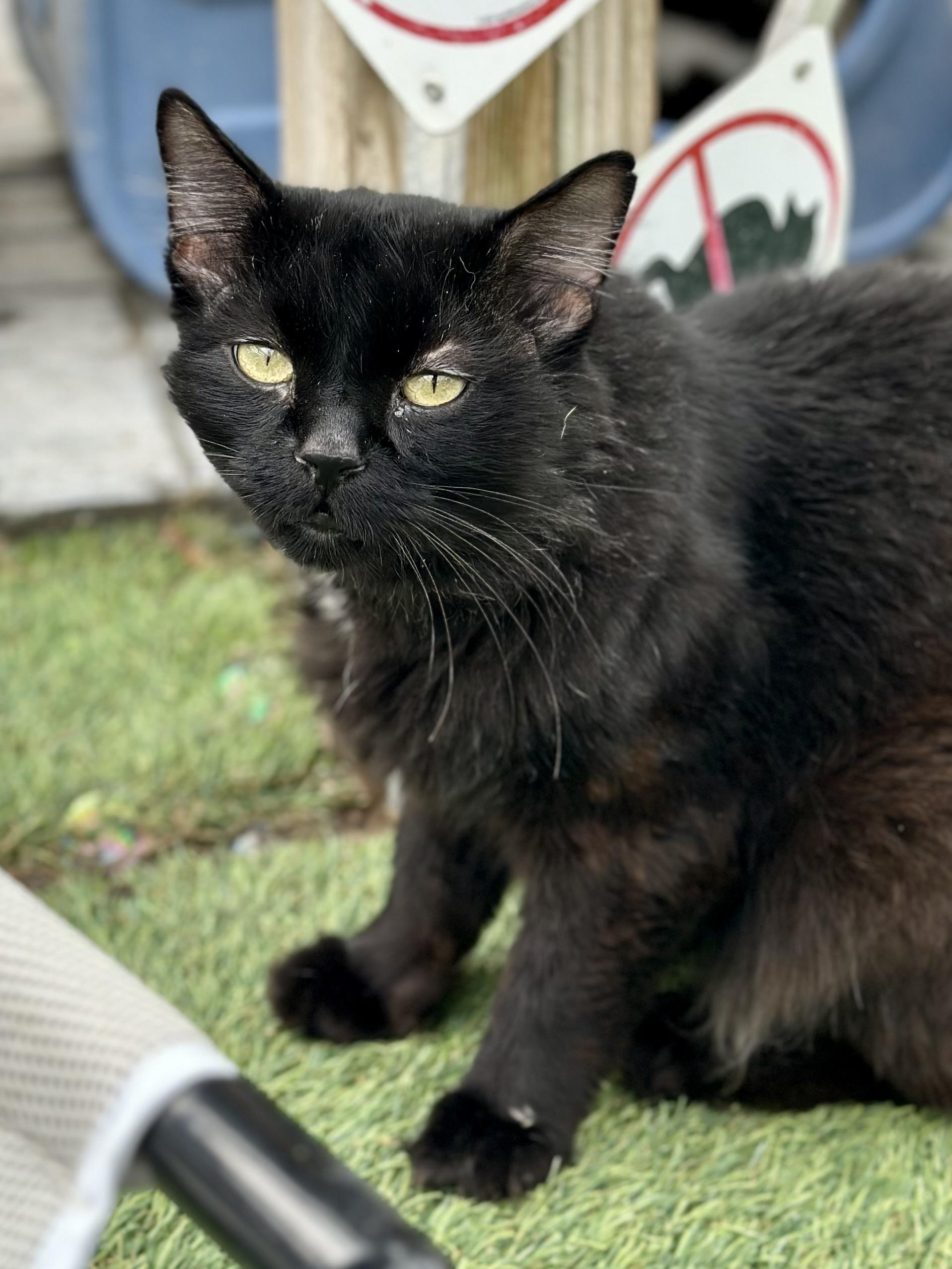 Enlarge KRONK, a Adoptable Domestic Long Hair in Faribault, MN image 4/4