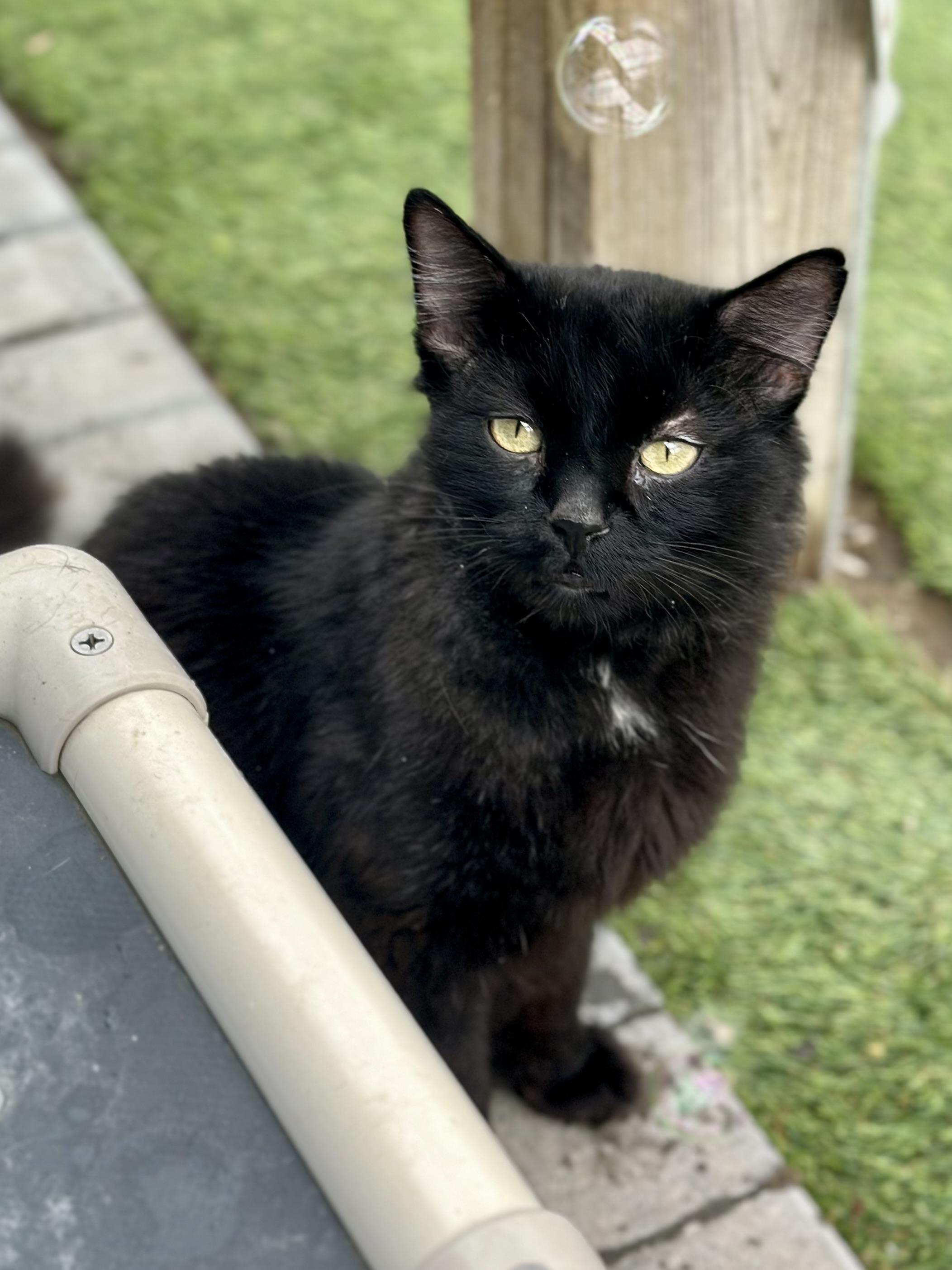 KRONK, Adoptable, Adult Male Domestic Long Hair.