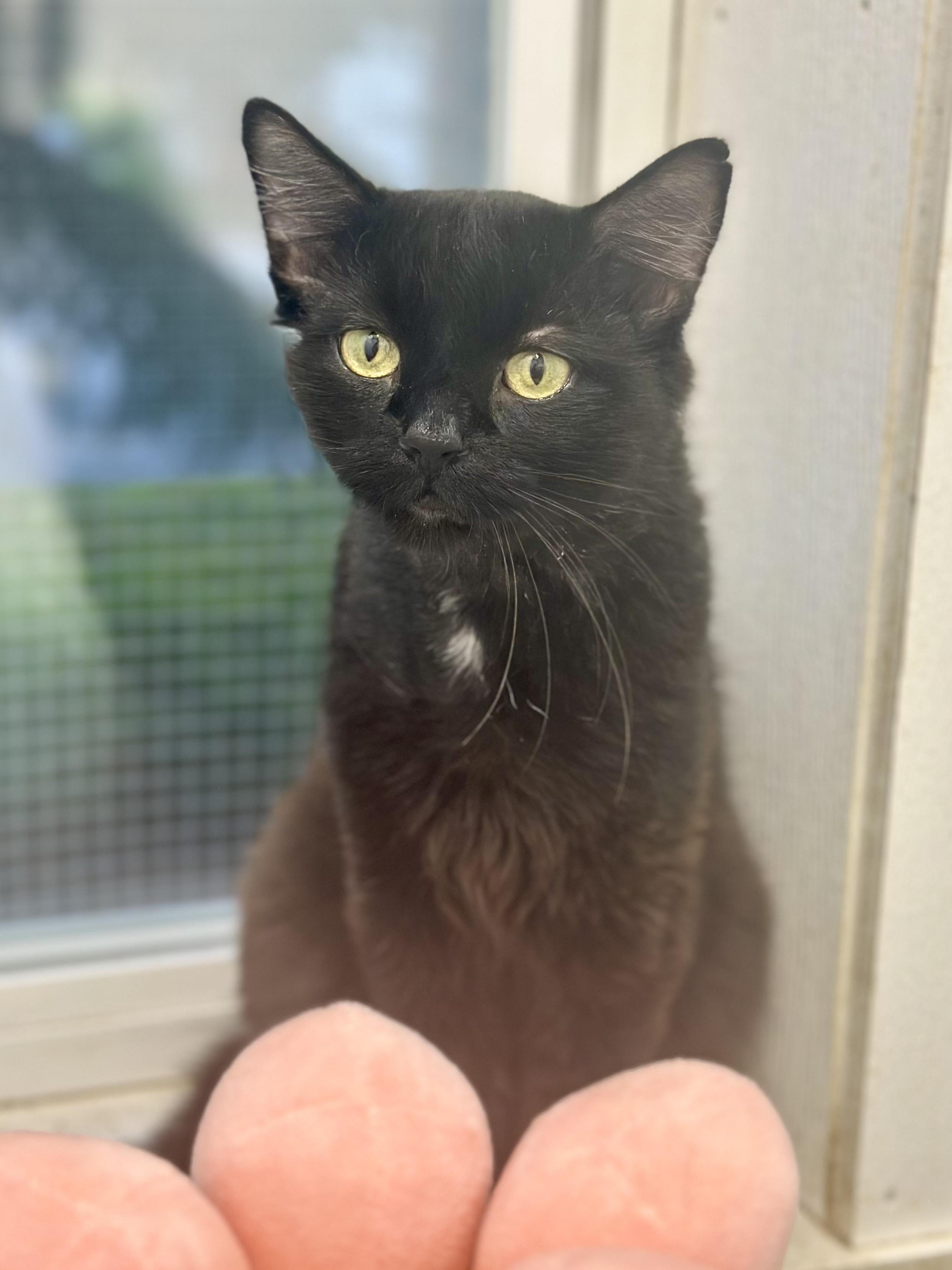 Enlarge KRONK, a Adoptable Domestic Long Hair in Faribault, MN image 3/4