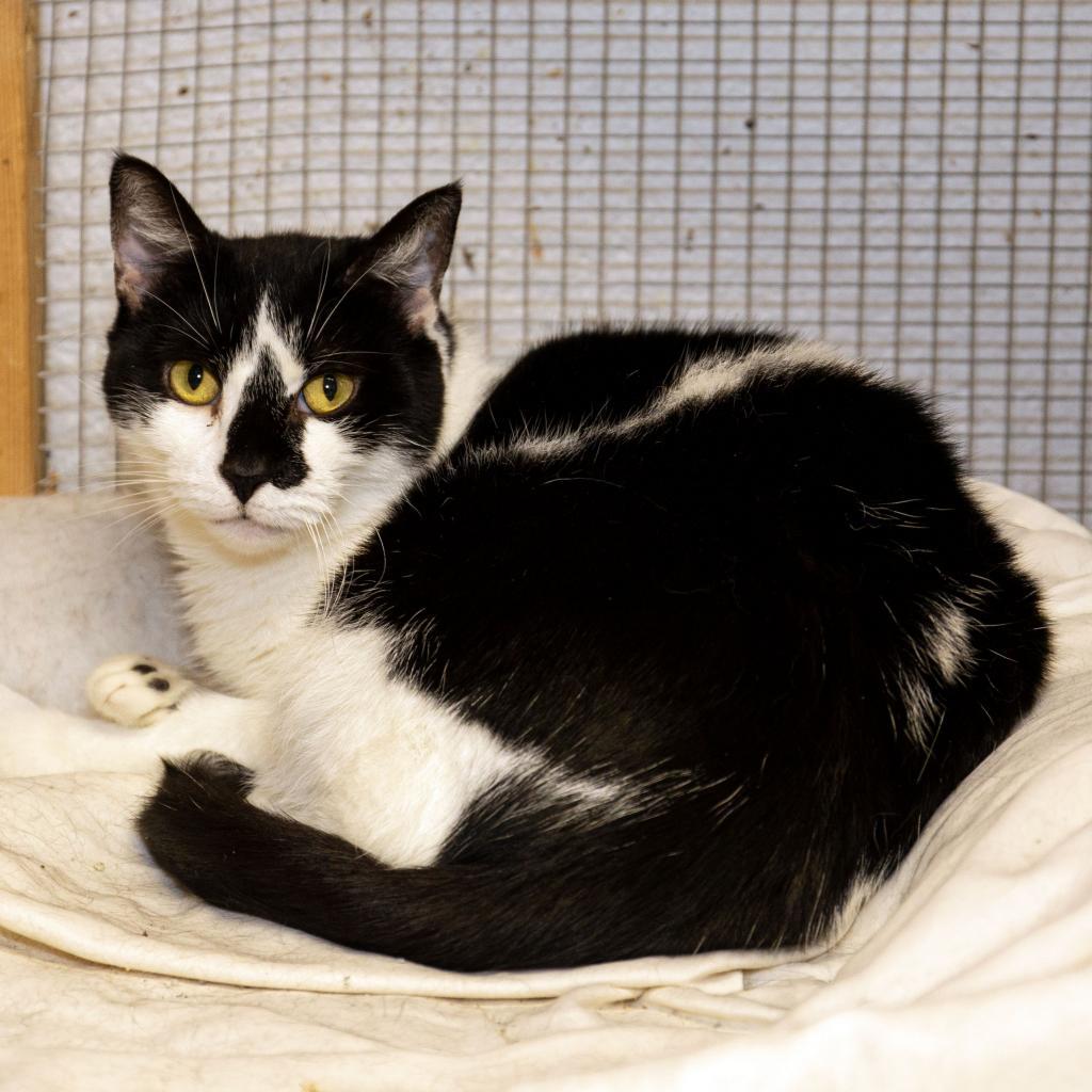 Enlarge MooMoo, a Adoptable Domestic Short Hair in Oceanside, NY image 1/4