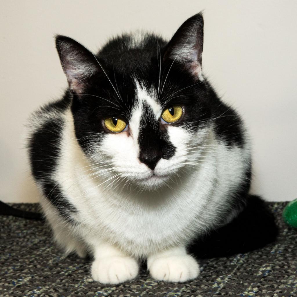 Enlarge MooMoo, a Adoptable Domestic Short Hair in Oceanside, NY image 2/4