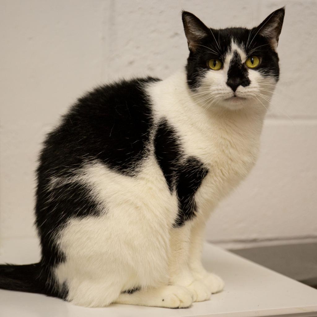 Enlarge MooMoo, a Adoptable Domestic Short Hair in Oceanside, NY image 3/4