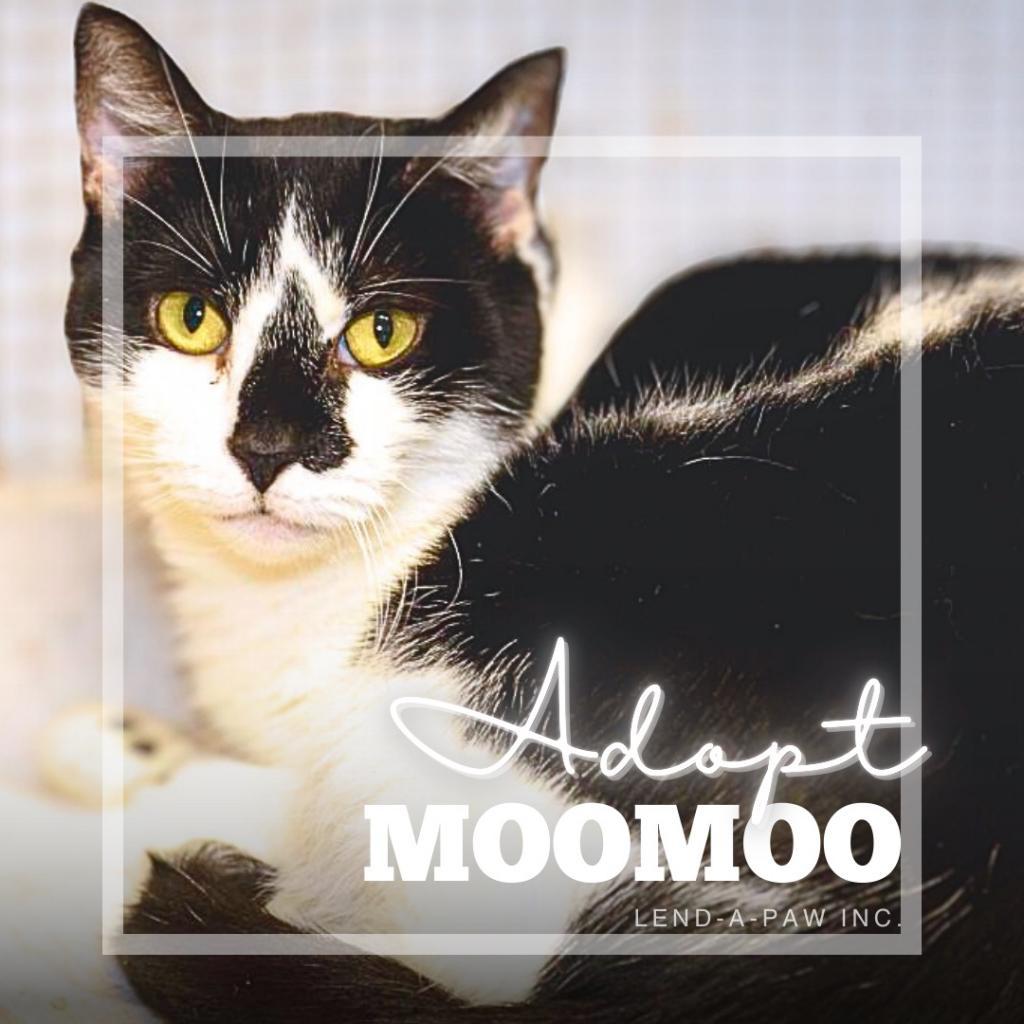 Enlarge MooMoo, a Adoptable Domestic Short Hair in Oceanside, NY image 4/4
