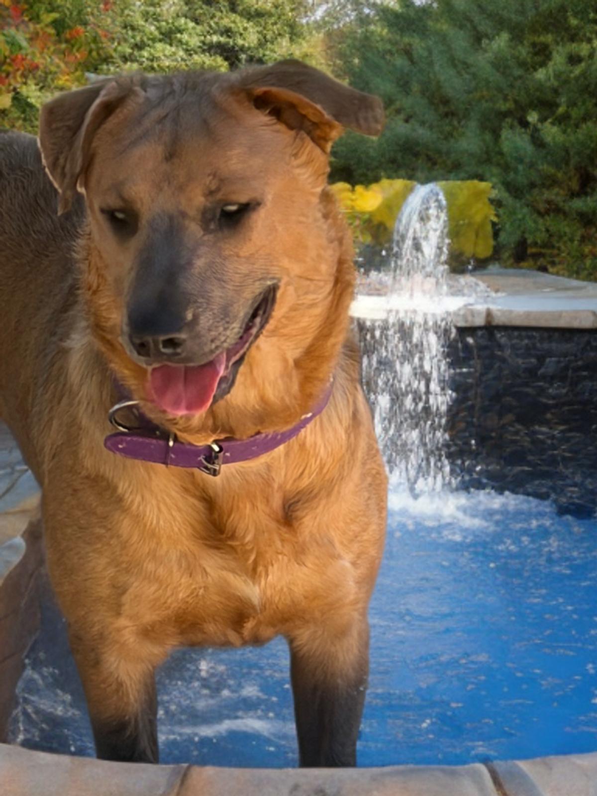 Apple, Adoptable, Adult Female Labrador Retriever & American Staffordshire Terrier.