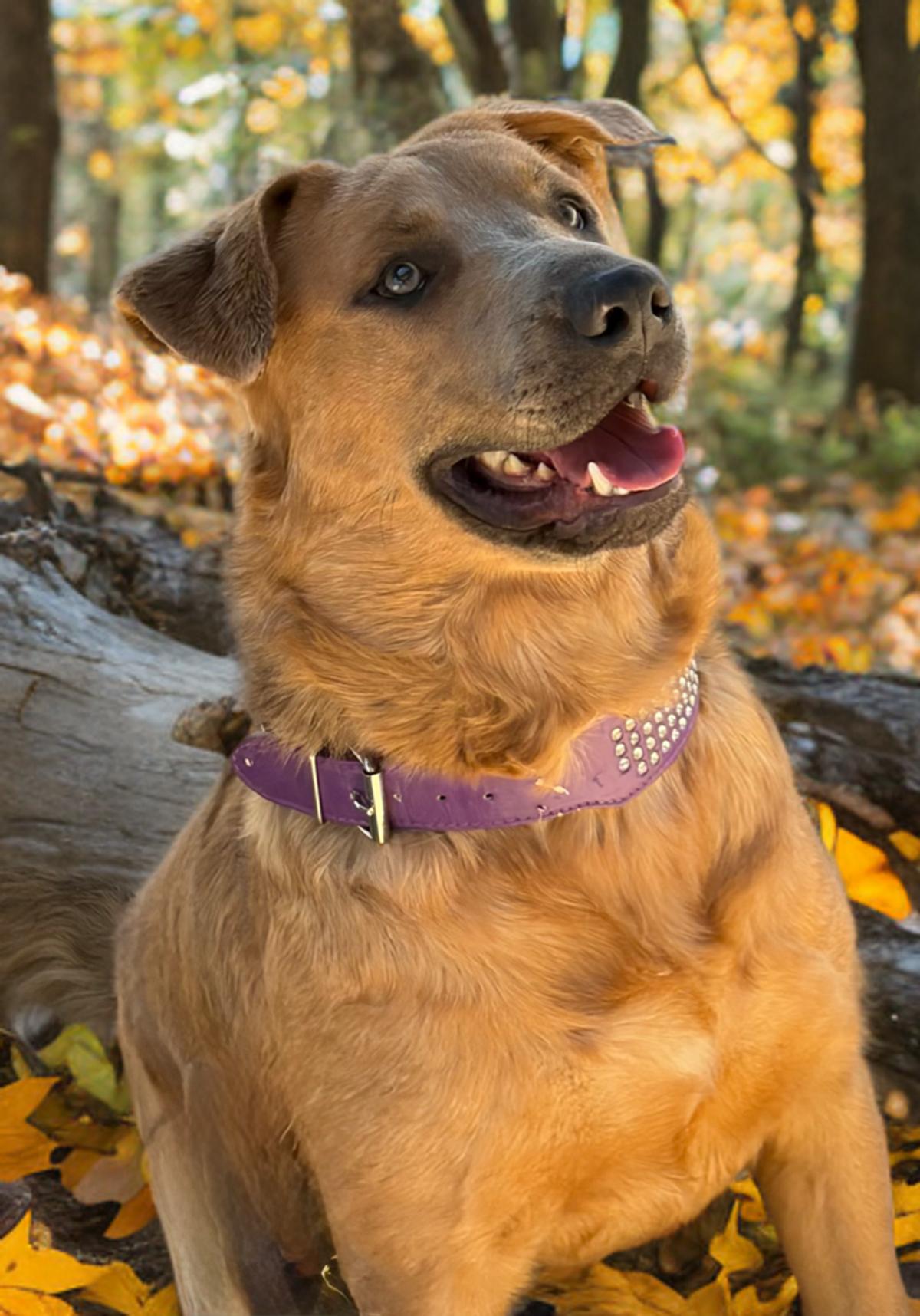 Enlarge Apple, a Adoptable mixed breed in Kingman, AZ image 2/2