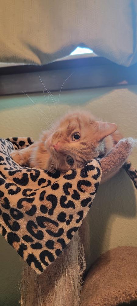 Punkin, Adoptable, Young Male Domestic Long Hair.