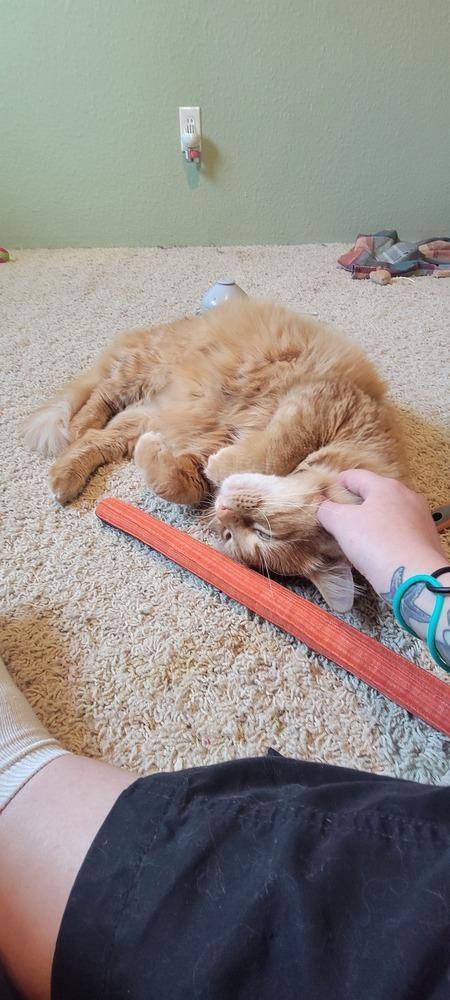 Enlarge Punkin, a Adoptable Domestic Long Hair in Bellingham, WA image 2/3