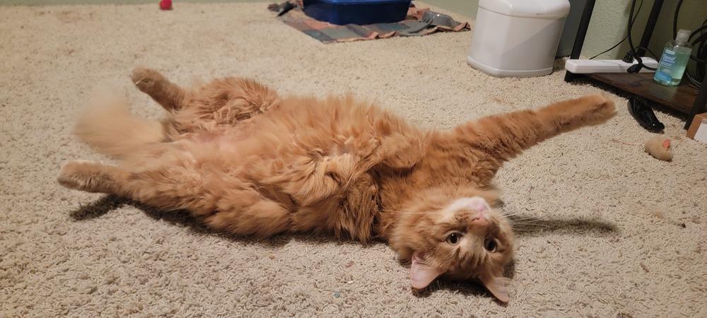 Enlarge Punkin, a Adoptable Domestic Long Hair in Bellingham, WA image 3/3