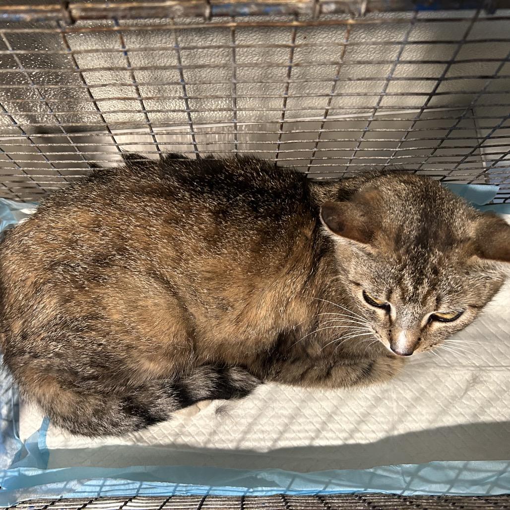 Enlarge Maxine*, a Adoptable Domestic Short Hair in San Gabriel, CA image 1/3