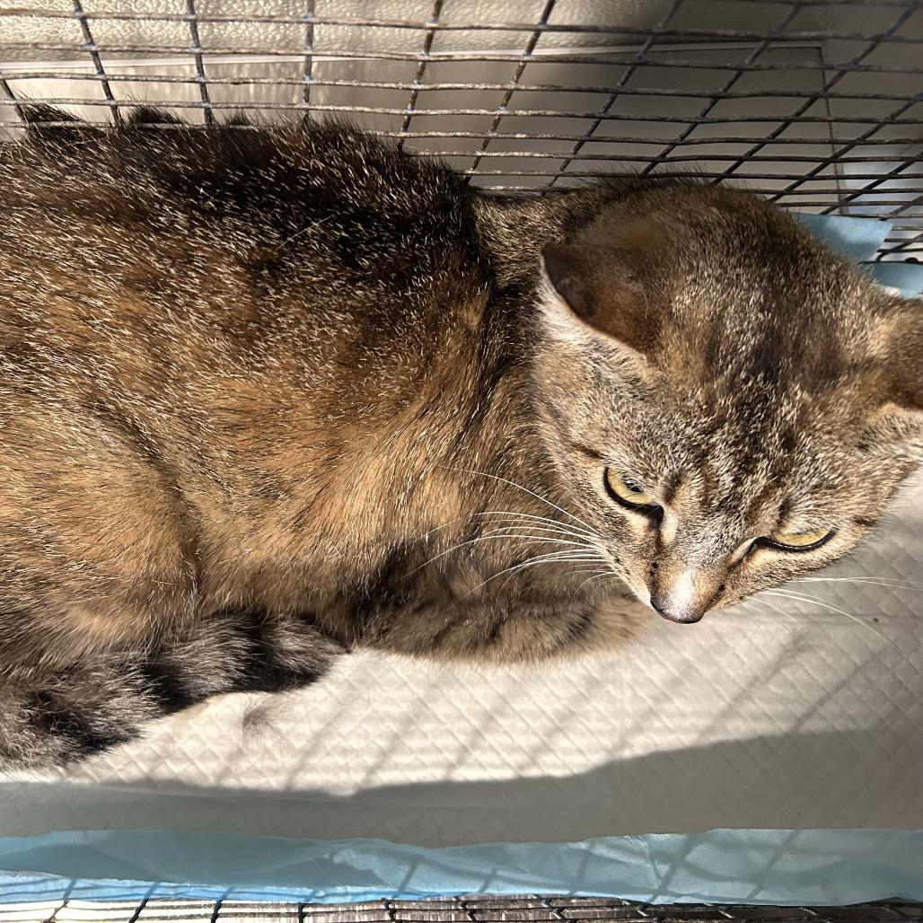Enlarge Maxine*, a Adoptable Domestic Short Hair in San Gabriel, CA image 2/3