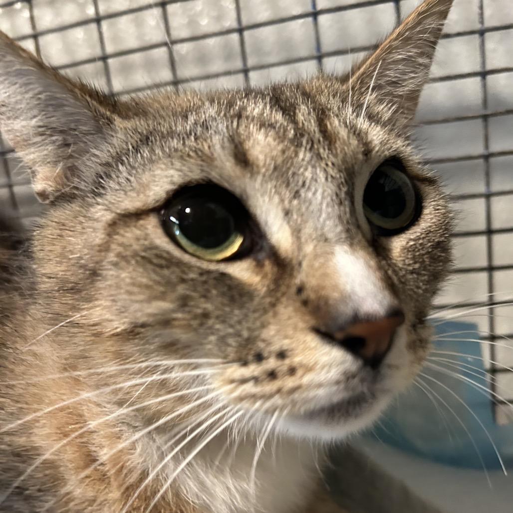 Enlarge Maxine*, a Adoptable Domestic Short Hair in San Gabriel, CA image 3/3