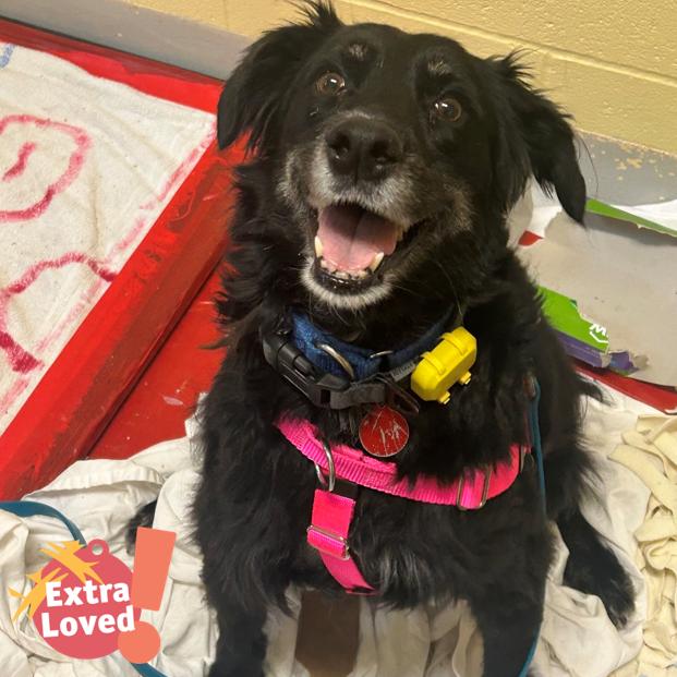 Pops, Adoptable, Adult Female Mixed Breed.