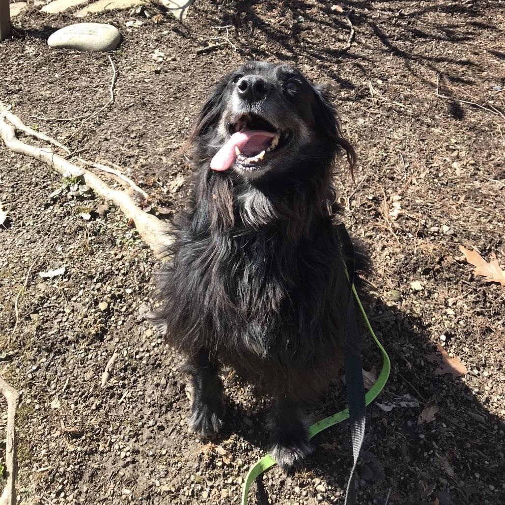 Enlarge Pops, a Adoptable Mixed Breed in Pittsburgh, PA image 1/6