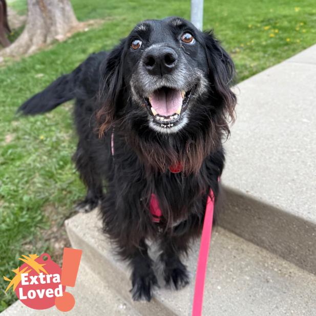 Enlarge Pops, a Adoptable Mixed Breed in Pittsburgh, PA image 2/6