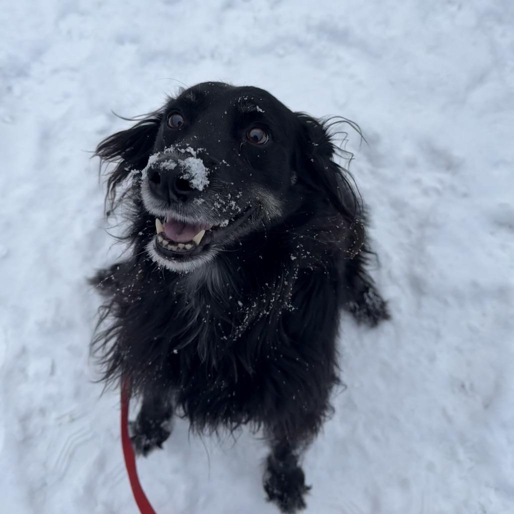 Enlarge Pops, a Adoptable Mixed Breed in Pittsburgh, PA image 3/6
