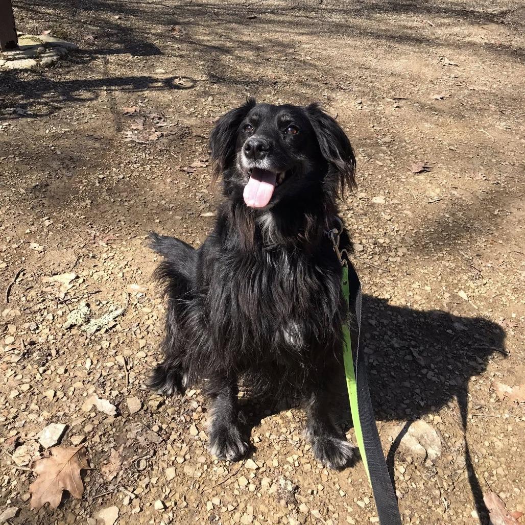 Enlarge Pops, a Adoptable Mixed Breed in Pittsburgh, PA image 4/6