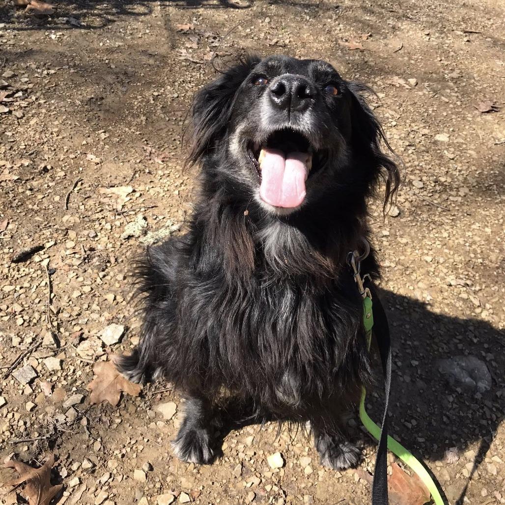 Enlarge Pops, a Adoptable Mixed Breed in Pittsburgh, PA image 6/6