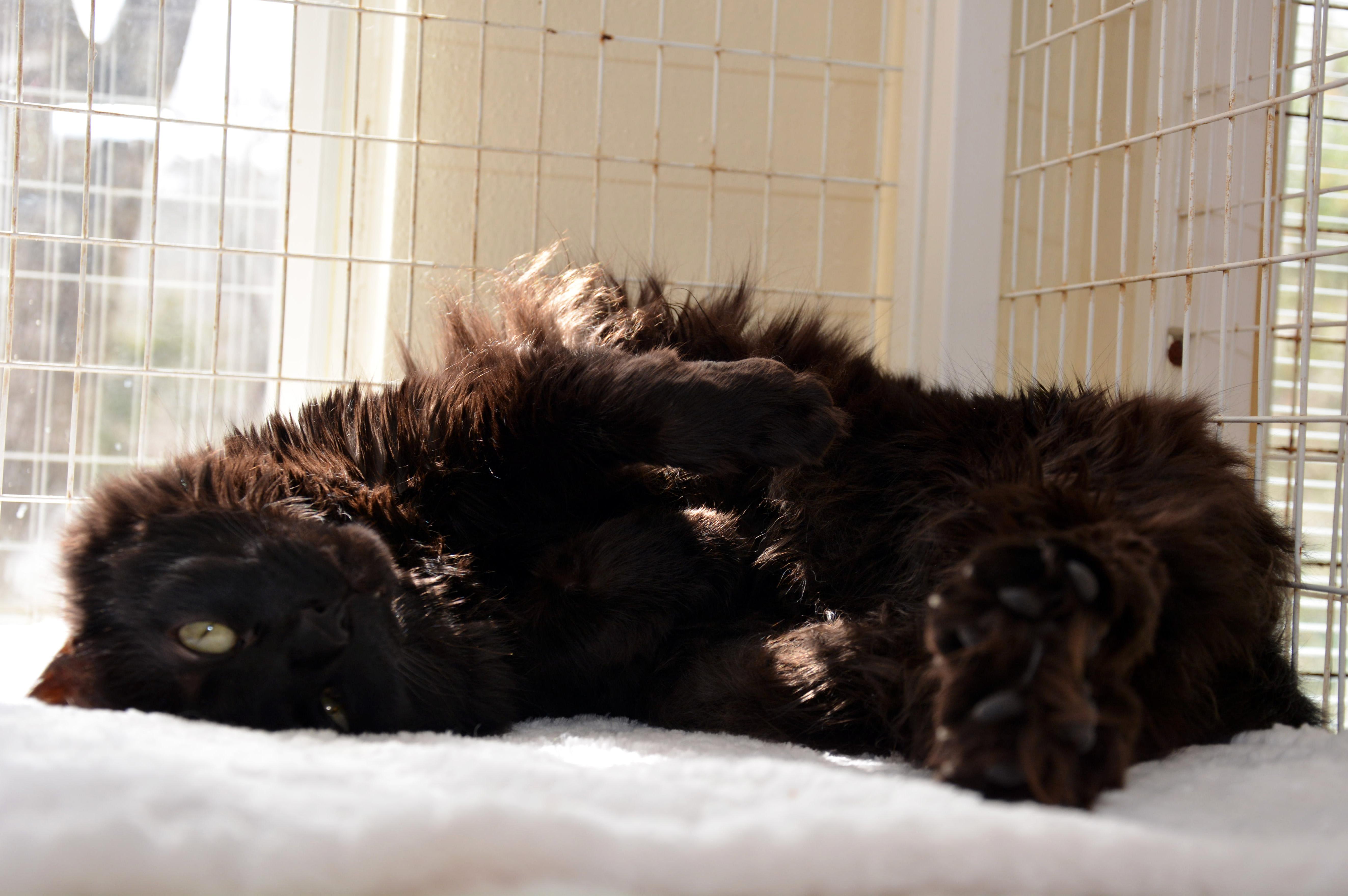 Enlarge Shadow, a ADOPTABLE Domestic Long Hair in Round Rock, TX image 2/6