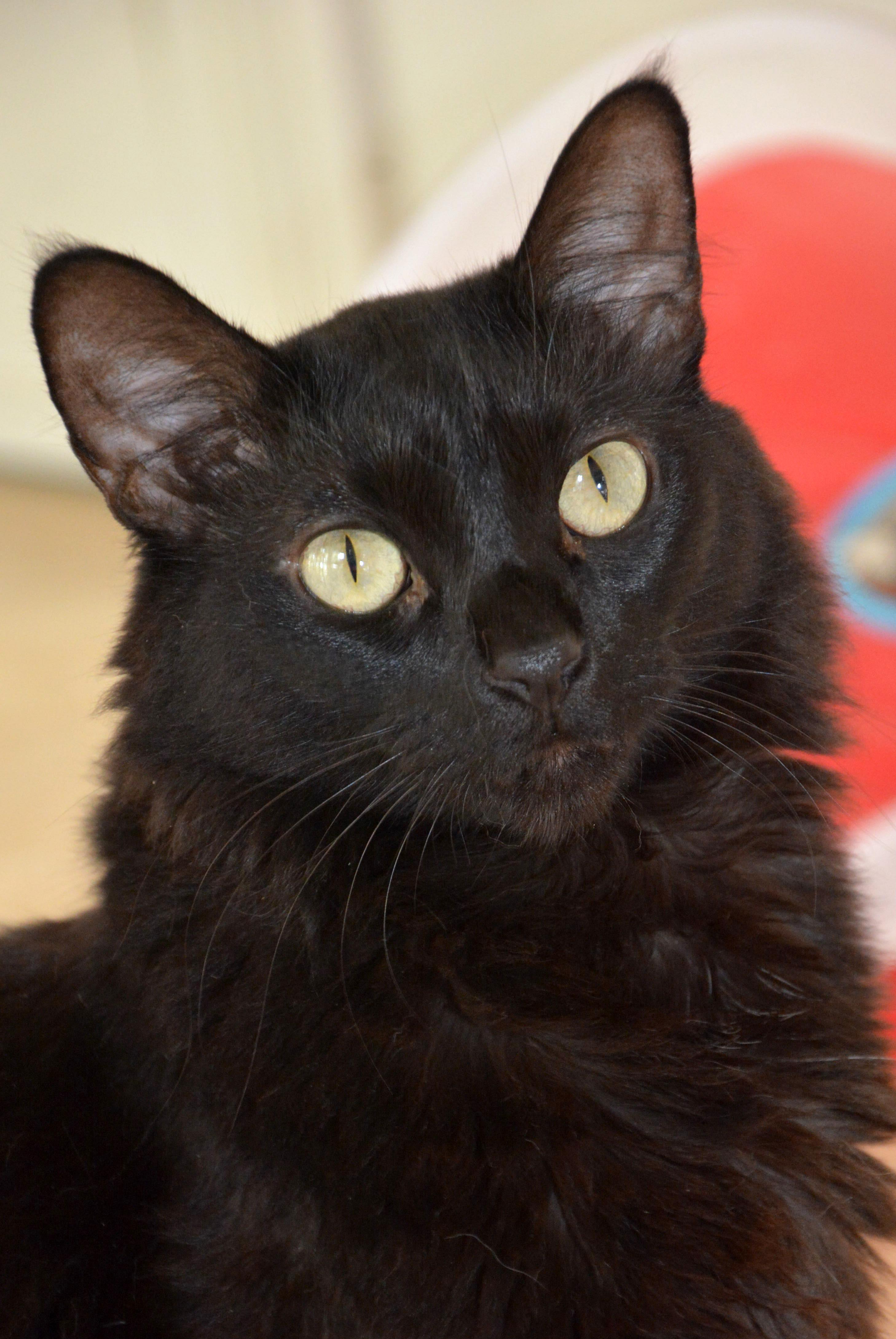 Enlarge Shadow, a ADOPTABLE Domestic Long Hair in Round Rock, TX image 4/6