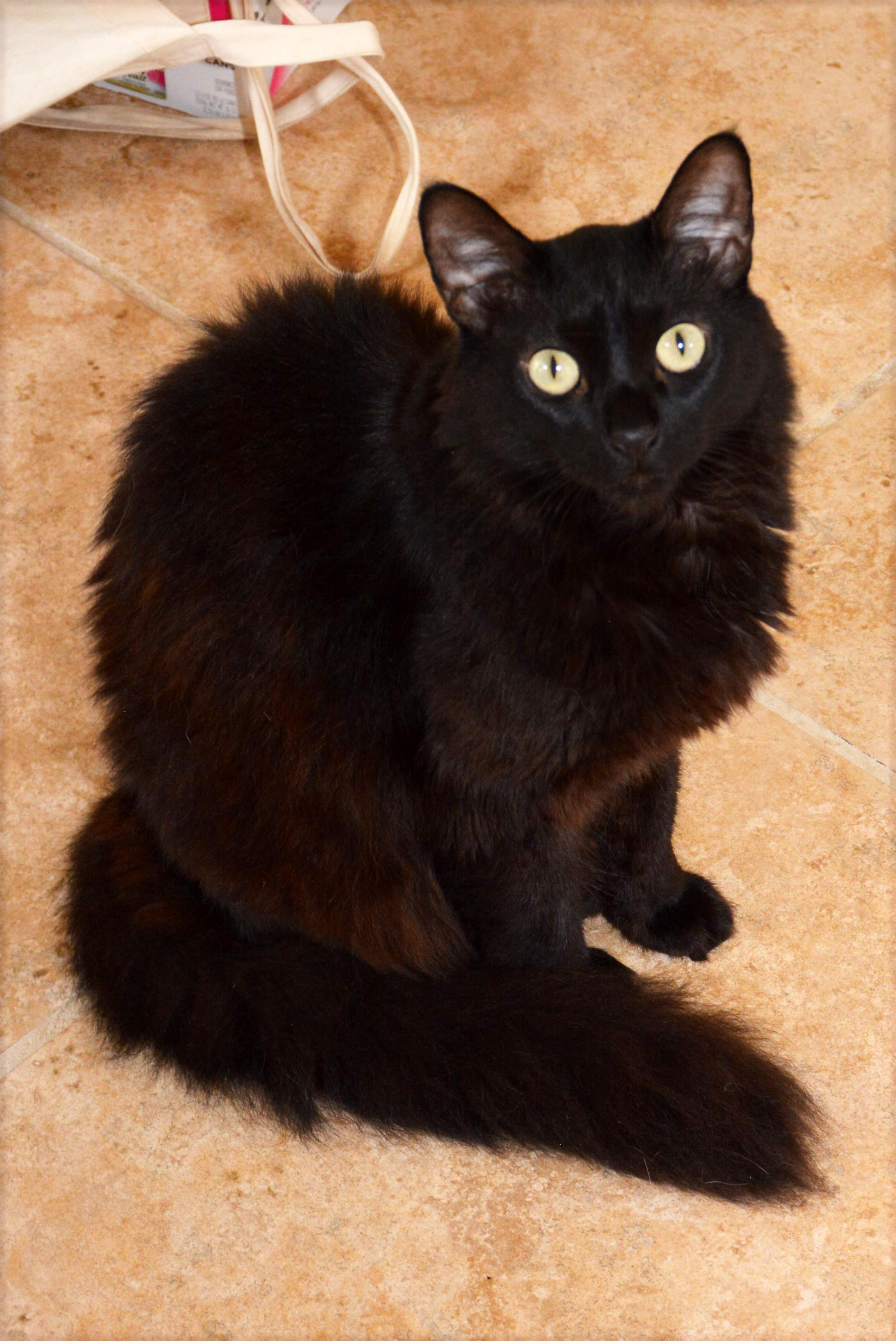 Enlarge Shadow, a ADOPTABLE Domestic Long Hair in Round Rock, TX image 5/6