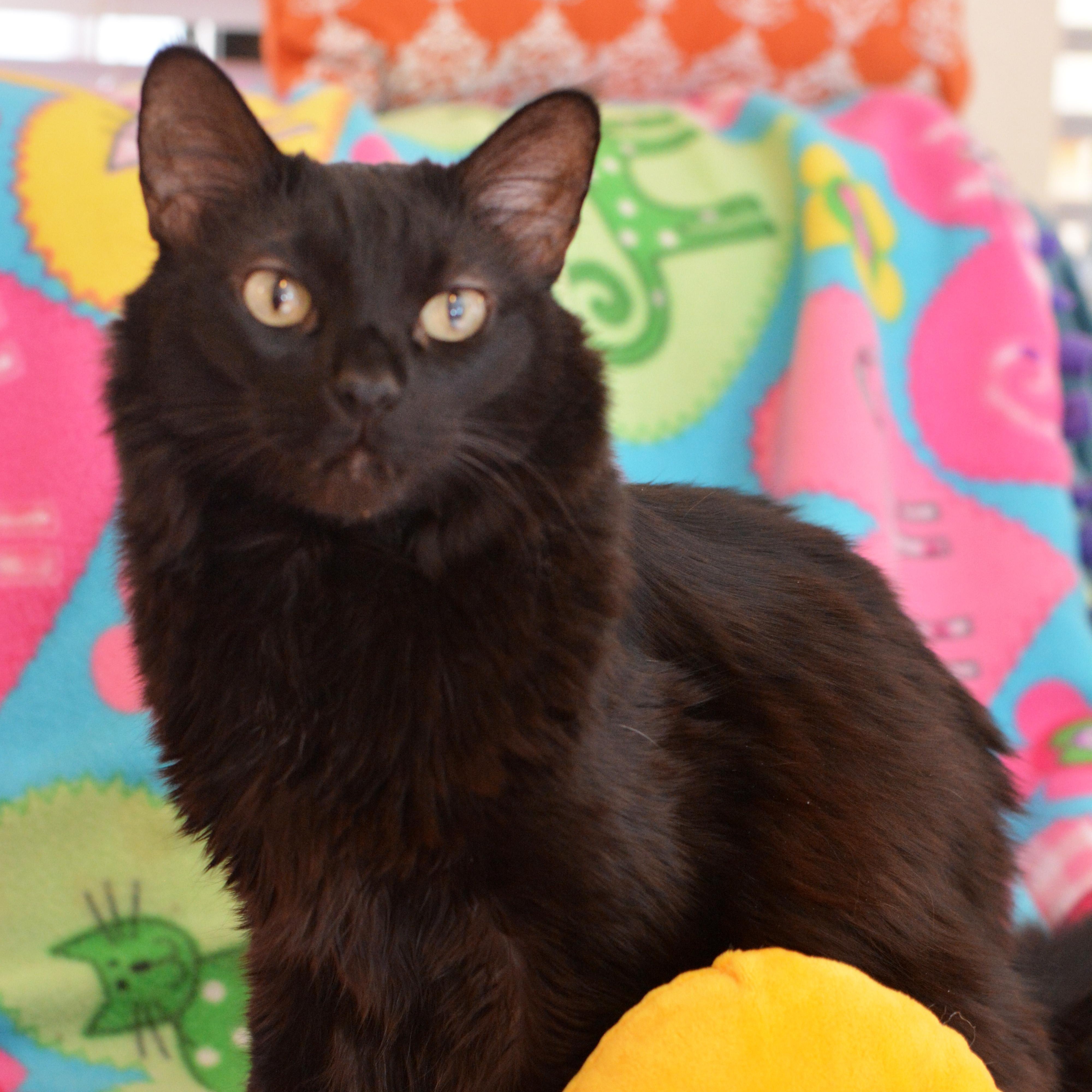Enlarge Shadow, a ADOPTABLE Domestic Long Hair in Round Rock, TX image 3/6