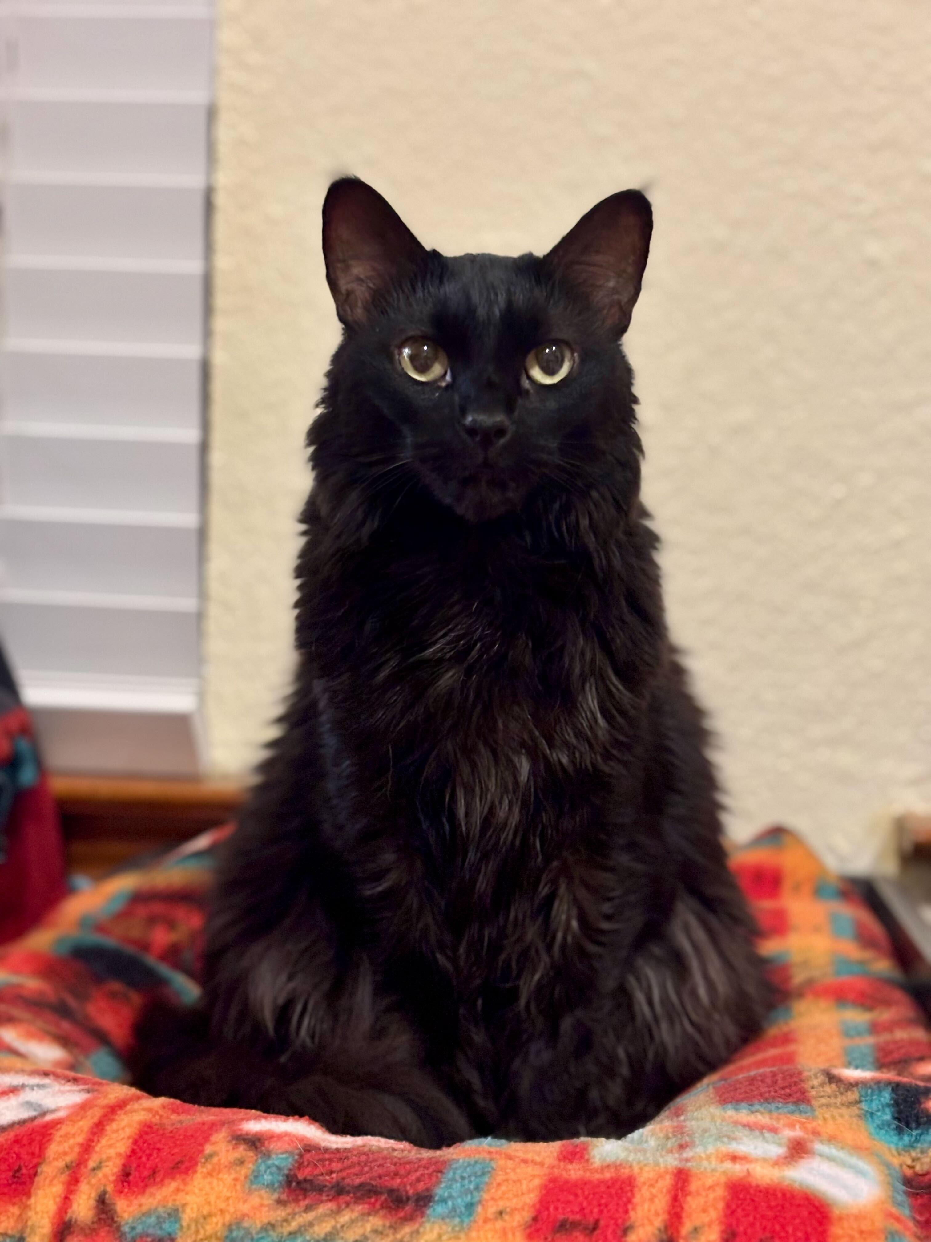 Shadow, ADOPTABLE, Senior Female Domestic Long Hair.