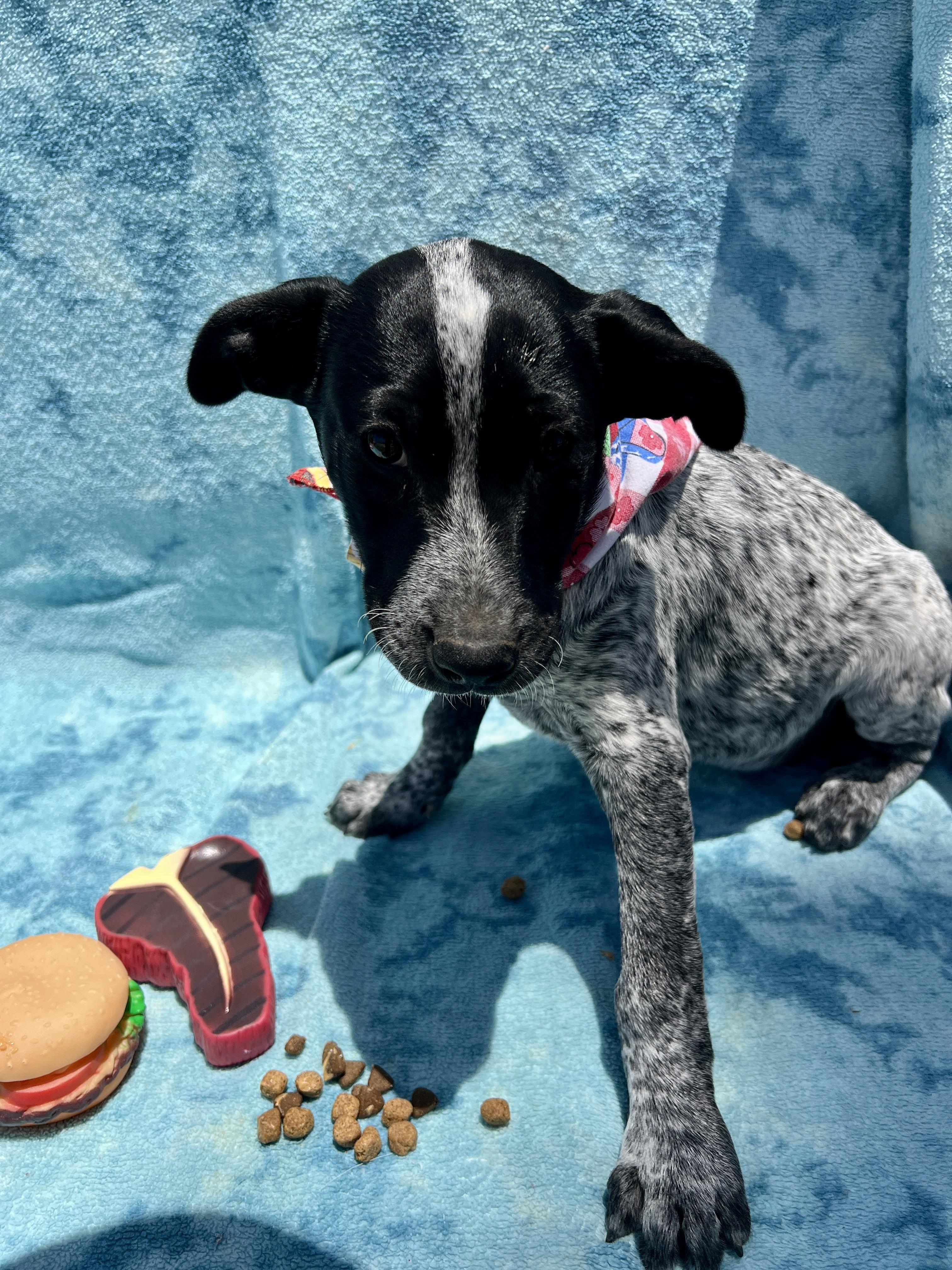 Enlarge Jack, a Adoptable mixed breed in Roseville , CA image 3/5