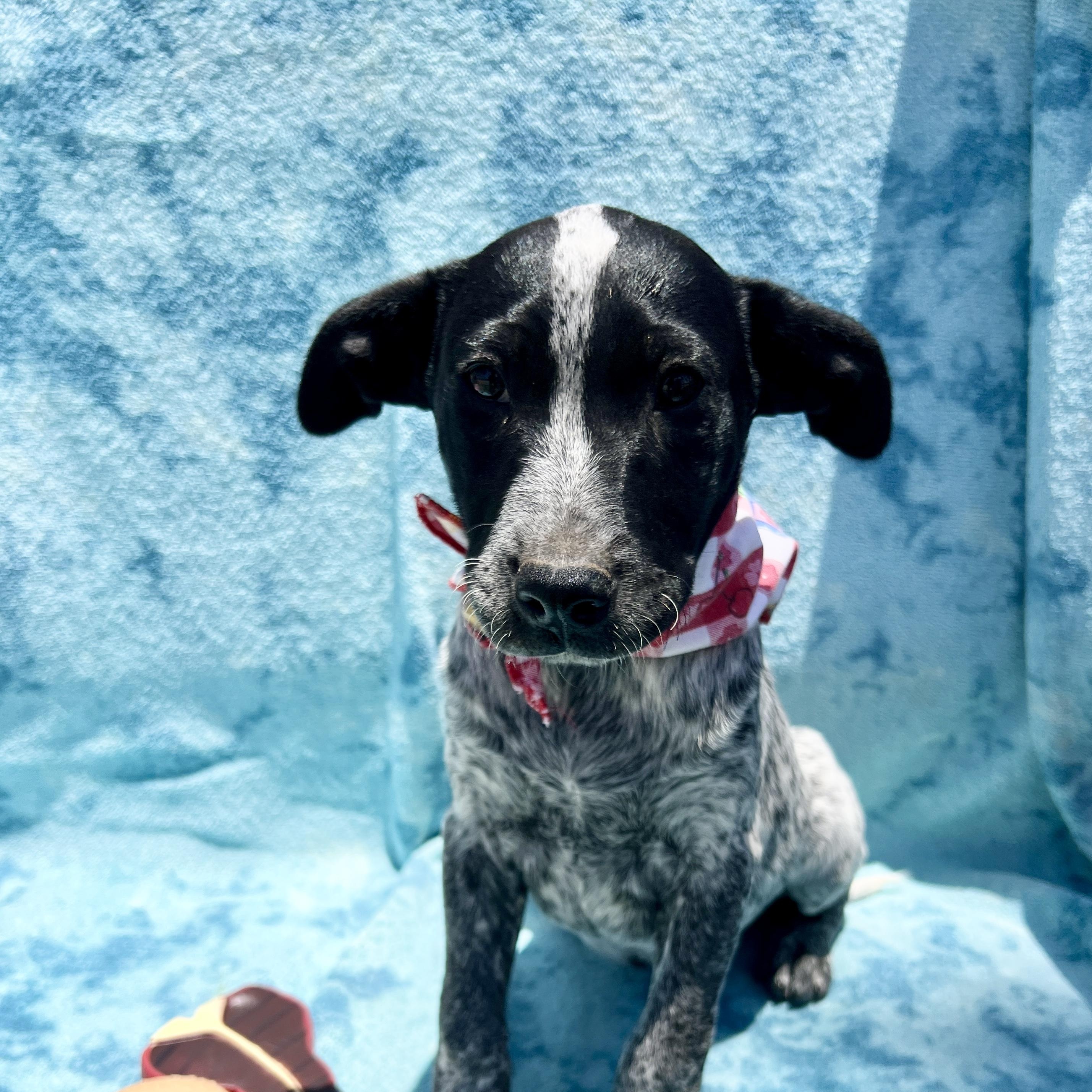 Jack, Adoptable, Puppy Female Cattle Dog.
