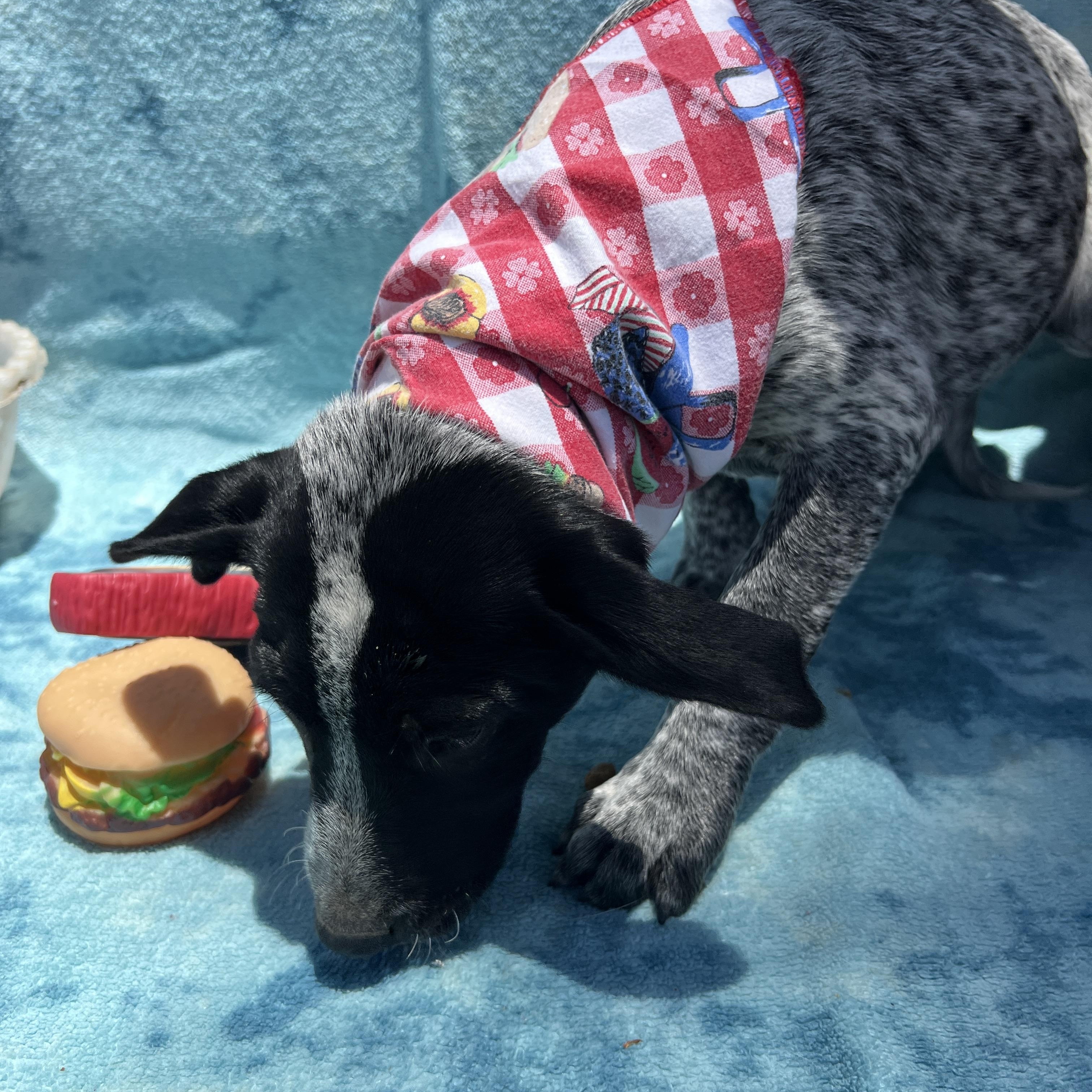 Enlarge Jack, a Adoptable mixed breed in Roseville , CA image 2/5