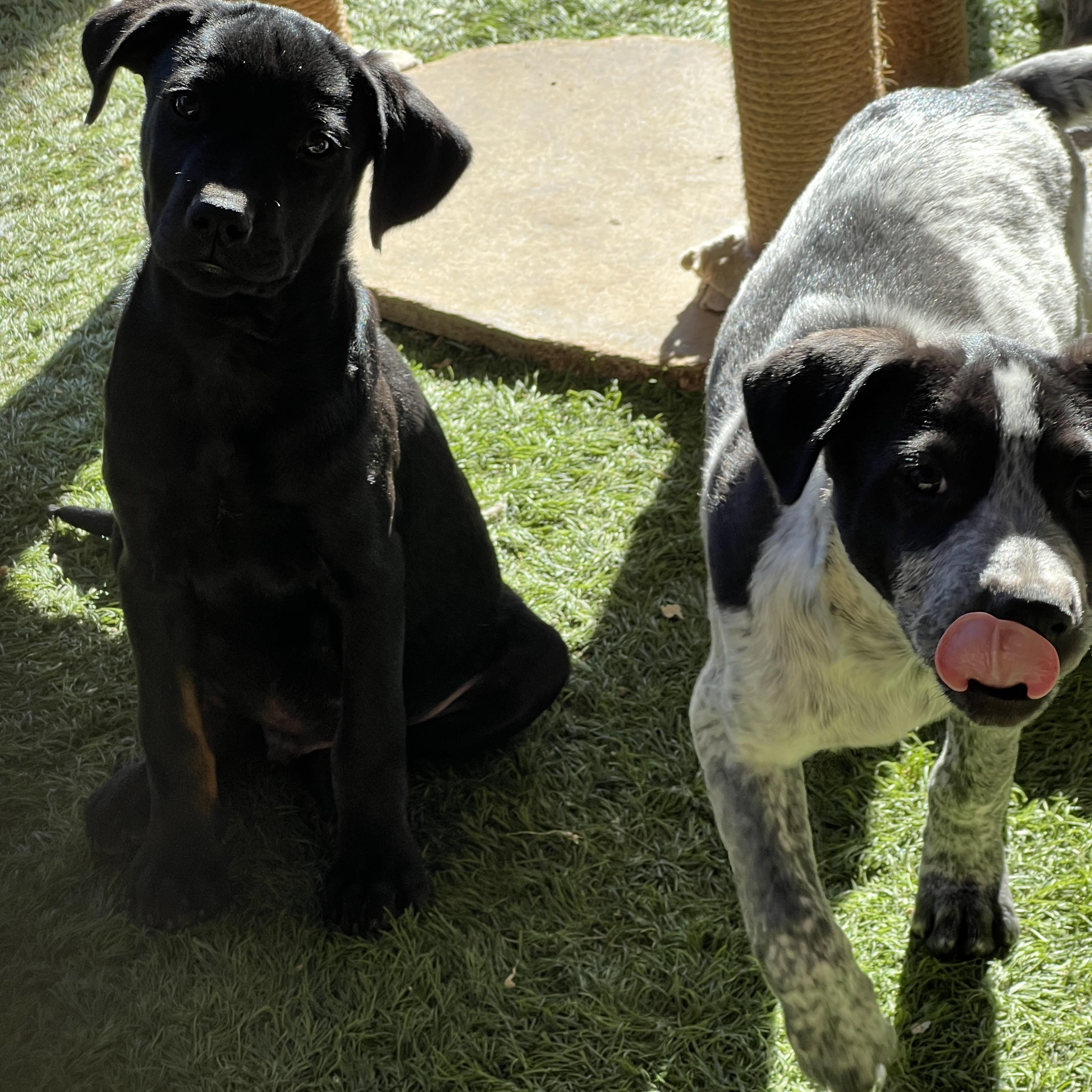 Enlarge Jack, a Adoptable mixed breed in Roseville , CA image 4/5