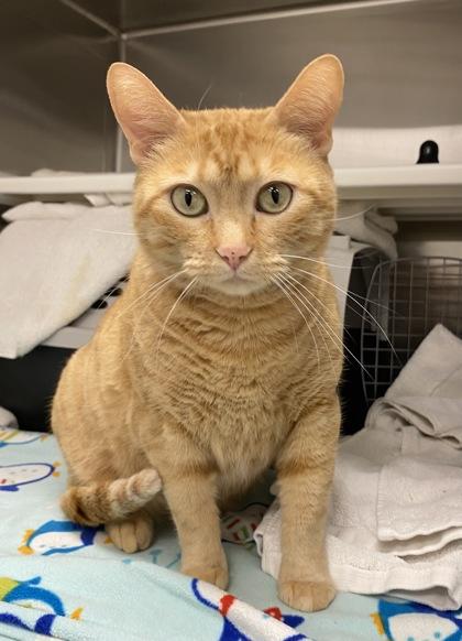 Enlarge Honey, a Adoptable mixed breed in Kansas City, MO image 1/3