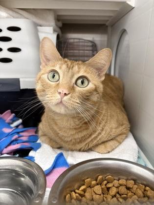 Enlarge Honey, a Adoptable mixed breed in Kansas City, MO image 2/3