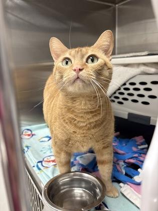 Enlarge Honey, a Adoptable mixed breed in Kansas City, MO image 3/3