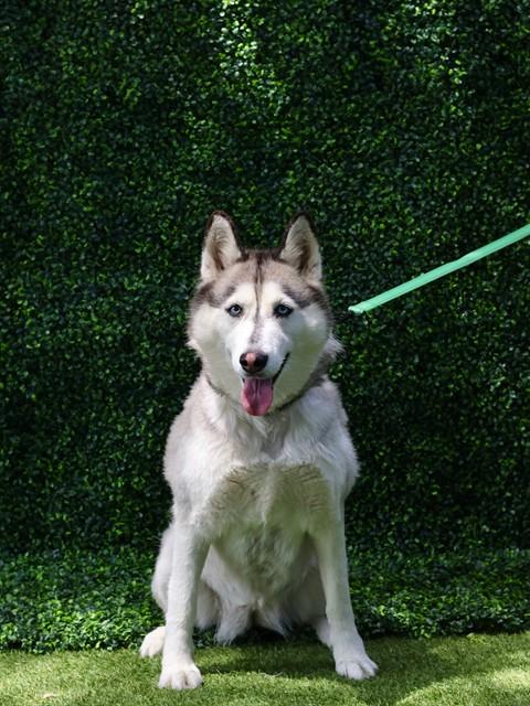 Enlarge NALA, a Adoptable Siberian Husky in Naples, FL image 1/1